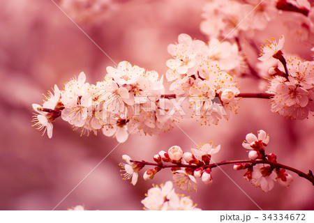 Apricot tree blossoms 34334672