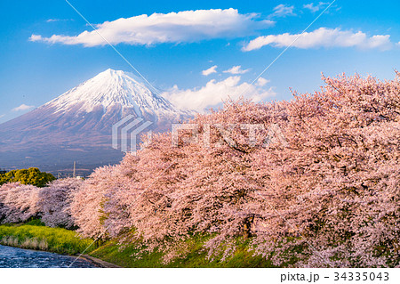 《静岡県》富士山・桜の名所龍巌淵 34335043