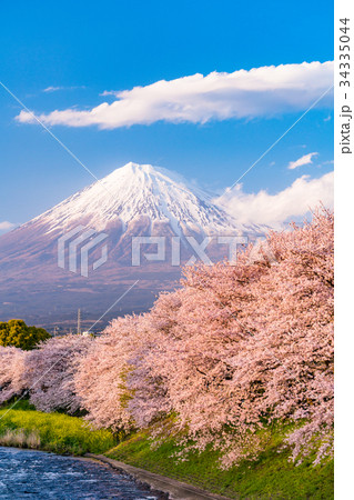 《静岡県》富士山・桜の名所龍巌淵 34335044