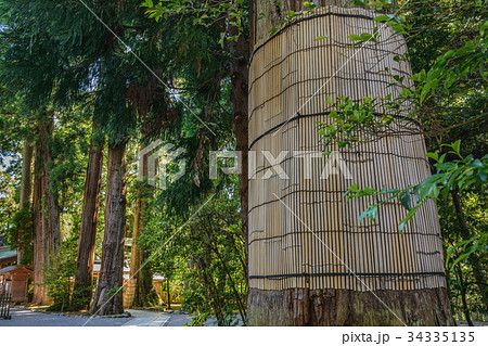 白山比咩神社　境内のご神木 34335135