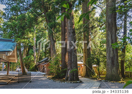 白山比咩神社　境内のご神木 34335136