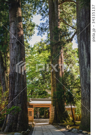 白山比咩神社　境内のご神木 34335137