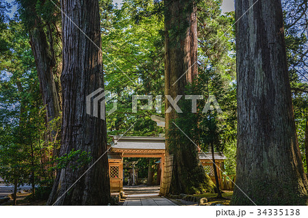 白山比咩神社　境内のご神木 34335138