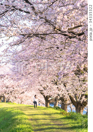 美しい桜並木の写真素材