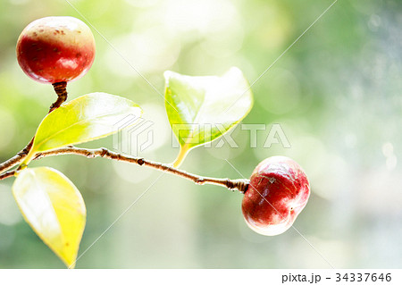 赤い椿の実 赤い椿の実 34337646