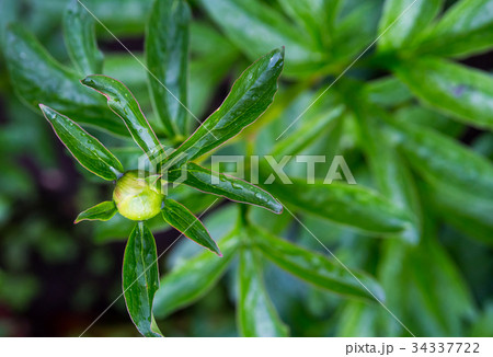 Green bud around sharp green leaves covered 34337722