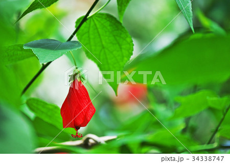 赤いウナヅキヒメフヨウの花 34338747