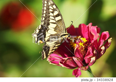 キアゲハ  Swallowtail butterfly 34338928