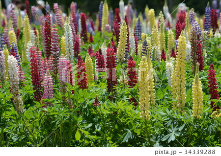 那須フラワーワールド　2017－6－4　＃29 34339288