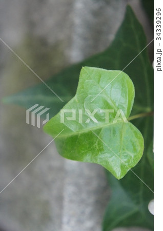 アイビー 34339296