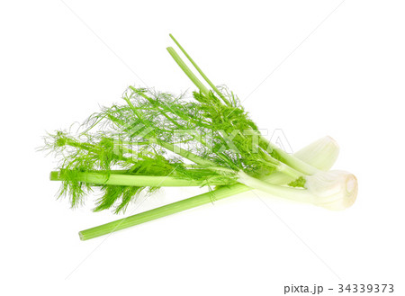 fennel isolated on white background 34339373