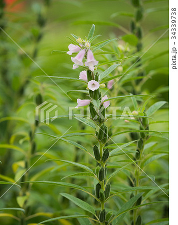 ゴマ畑 ゴマ畑 34339738