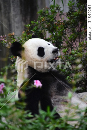 パンダ 34340265