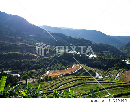 水田 米 稲 34340446