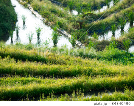 ベトナム ベトナム社会主義共和国 ベトナム人 34340490