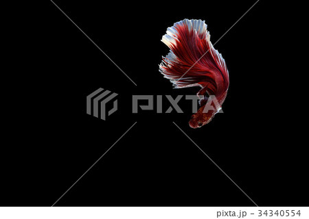 Capture the moving moment of white siamese fightin Capture the moving moment of white siamese fightin 34340554