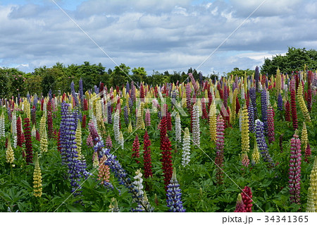 那須フラワーワールド　2017－6－4　＃34 34341365