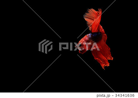 siamese fighting fish 34341636