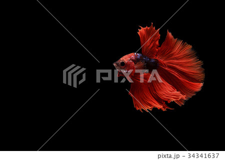 siamese fighting fish 34341637