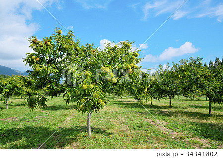 琵琶湖の栗園 34341802