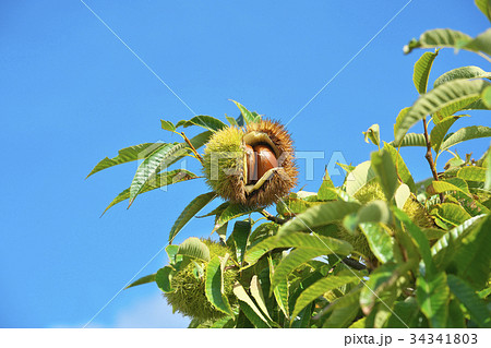 琵琶湖の栗園 琵琶湖の栗園 34341803