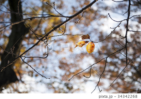 Autumn leaves falling down Autumn leaves falling down 34342268
