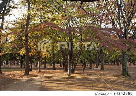 Yellow ginkgo trees in Yoyogi public park, Tokyo Yellow ginkgo trees in Yoyogi public park, Tokyo 34342269