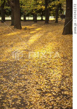 Yellow ginkgo trees in Yoyogi public park, Tokyo Yellow ginkgo trees in Yoyogi public park, Tokyo 34342272