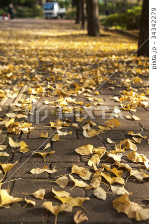 Yellow ginkgo leaves Yellow ginkgo leaves 34342279