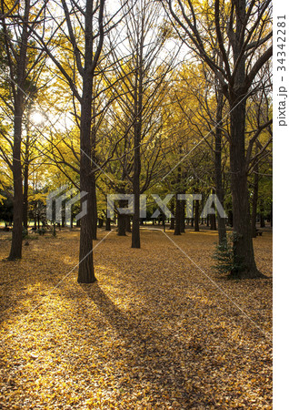 Yellow ginkgo trees in Yoyogi public park, Tokyo Yellow ginkgo trees in Yoyogi public park, Tokyo 34342281