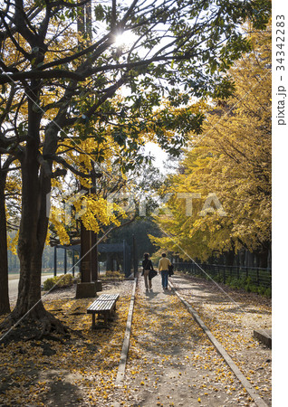 Yellow ginkgo leaves Yellow ginkgo leaves 34342283