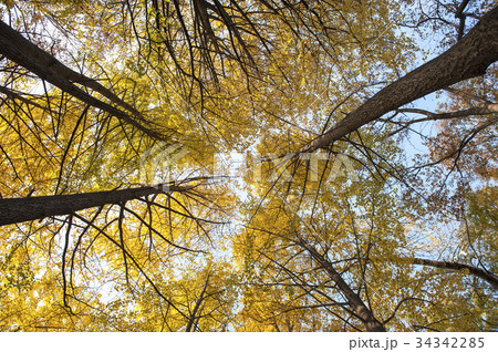 Yellow ginkgo trees in Yoyogi public park, Tokyo Yellow ginkgo trees in Yoyogi public park, Tokyo 34342285