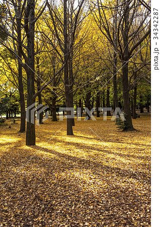 Yellow ginkgo trees in Yoyogi public park, Tokyo Yellow ginkgo trees in Yoyogi public park, Tokyo 34342287
