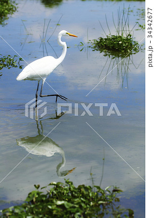 トリ トリ 34342677