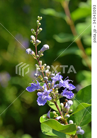 植物：ハマゴウ　シソ科 34343093