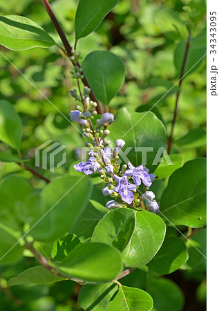 植物：ハマゴウ　シソ科 34343095
