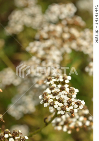 植物：ノコギリソウ　キク科 34343441