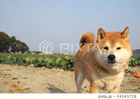 柴犬とキャベツ畑の写真素材