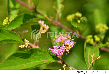 樹木：コムラサキ　クマツヅラ科 34343824