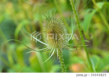 植物：ラシャカキグサ　マツムシソウ科 34343825
