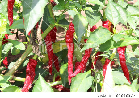 伝統野菜(伏見甘長) 伝統野菜(伏見甘長) 34343877