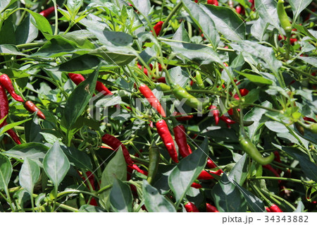 唐辛子(本鷹) 唐辛子(本鷹) 34343882