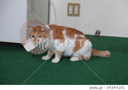 病院から帰ってきた猫 34344191