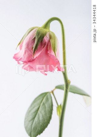 withered beautiful pink rose isolated on white  34344418