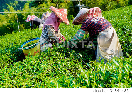 Farmers pick up organic tea bud & leaves in Taiwan 34344482