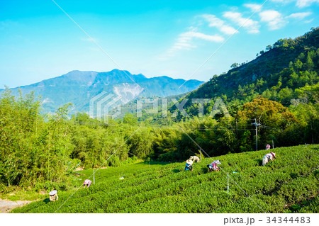 Famous Oolong tea & leave in Alishan, Taiwan 34344483