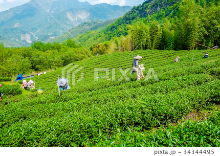 Famous Oolong tea & leave in Alishan, Taiwan Famous Oolong tea & leave in Alishan, Taiwan 34344495