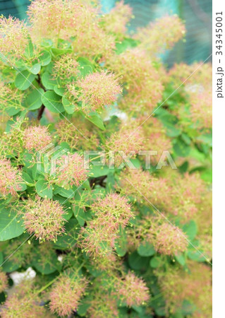 スモークツリー　グリーンファウンテン 34345001