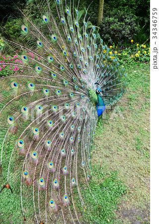 クジャク クジャク 34346759