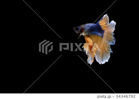 siamese fighting fish isolated on black background siamese fighting fish isolated on black background 34346792